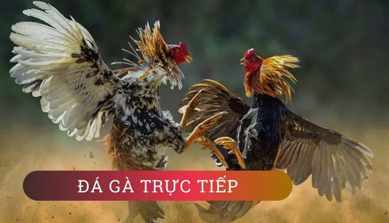 Cách Chơi Đá Gà GA28 Tại 777Loc Thành Công Cho Người Mới 2 Cách Chơi Đá Gà GA28 Tại 777Loc Thành Công Cho Người Mới