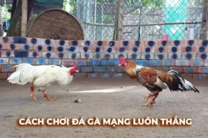 Cách Chơi Đá Gà Sabong Tại 777Loc Hấp Dẫn Cho Người Chơi